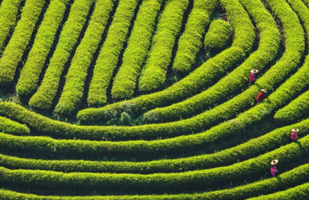農(nóng)夫山泉泡茶水，創(chuàng)新“茶水”新標(biāo)準(zhǔn)