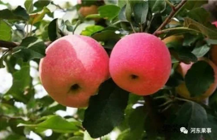 “瑞香紅”品種內(nèi)在品質(zhì)在現(xiàn)有品種中具有極強(qiáng)的比較優(yōu)勢(shì)。