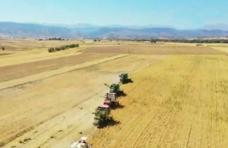 新疆木壘：把鷹嘴豆做成大產業(yè)