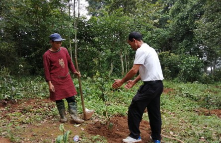 云南元陽小新街鄉(xiāng)：古樹茶拉動(dòng)茶農(nóng)致富