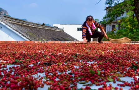 甘肅隴南武都區(qū)：花椒產業(yè)助推鄉(xiāng)村振興