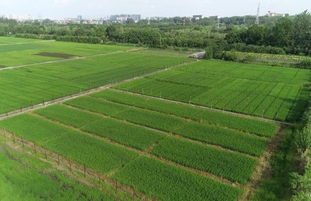 湖北咸寧：試驗(yàn)田里稻香濃