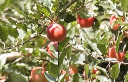 林果產(chǎn)業(yè)結碩果 援疆鋪就富民路