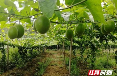 湖南新田：羅漢果飄香，鄉(xiāng)村振興產(chǎn)業(yè)旺