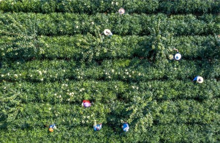 貴州黔西：中藥材種植護生態(tài)、助增收