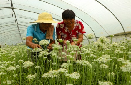 安徽五河：韭菜花開(kāi) 致富路寬