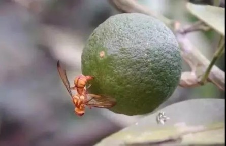 科普 | 蚊子會被核技術(shù)消滅嗎？