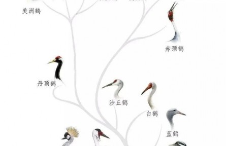 物種故事 | 全球15種鶴，9種的故鄉(xiāng)在中國
