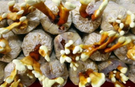 什么是菌草？