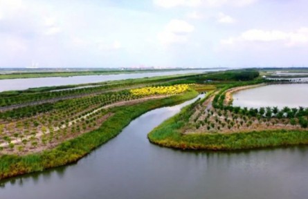天津?qū)幒樱航ㄔO綠屏 打造永定新河林水生態(tài)區(qū)