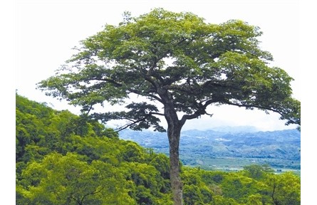 物種故事 | 油楠：熱帶雨林“儲(chǔ)油庫(kù)”