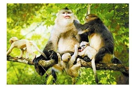 中國(guó)非人靈長(zhǎng)類(lèi)的現(xiàn)狀與保護(hù)