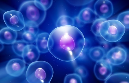 基因工程新突破：人造細胞可像天然細胞一樣生長分裂
