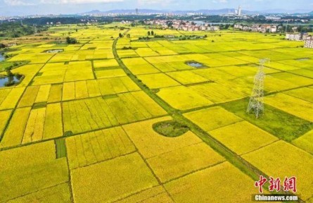 中西方豐收節(jié)有何文化共性？