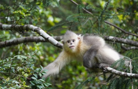 云南：中國“動植物王國”探索生物多樣性保護與旅游發(fā)展互促共贏之路