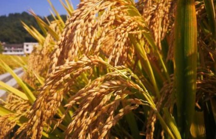 浙江：雜交稻種植面積破200萬(wàn)畝