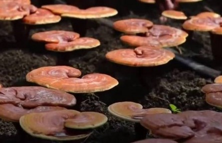 豐收中國·吉林磐石：食用菌進入采收期 科學種植提高產(chǎn)量
