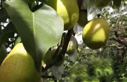 豐收中國(guó)·天津：萬畝梨園果飄香 科學(xué)種植助豐收