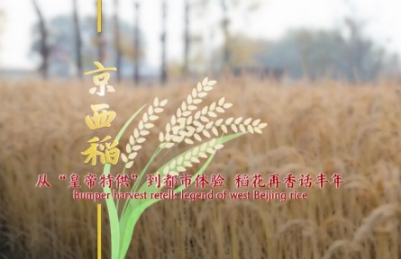 中國范兒 | 京西稻：從“皇帝特供”到都市體驗(yàn) 稻花再香話豐年