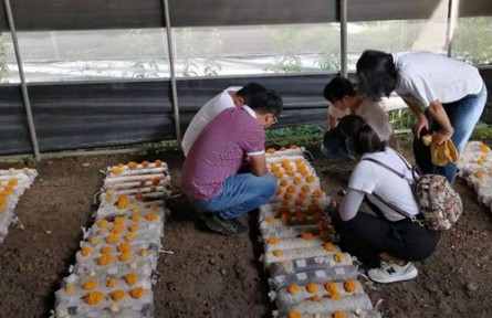 昆明食用菌研究所云南省重大專項(xiàng)子課題中期進(jìn)度評估及技術(shù)服務(wù)工作