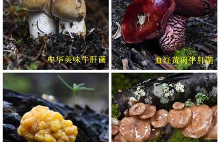 昆明食用菌研究所野生菌種質(zhì)資源調(diào)查 云南省重大科技專項(xiàng)子課題中期評估
