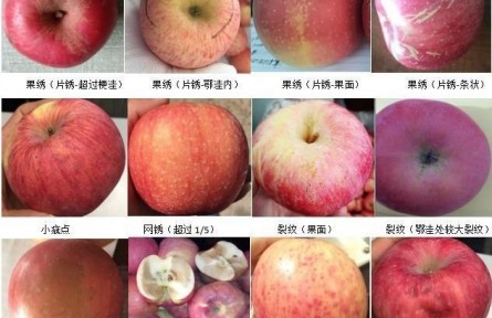 92、成果名稱：蘋果商貿(mào)流通質(zhì)量分級檢驗與標(biāo)準(zhǔn)化控制