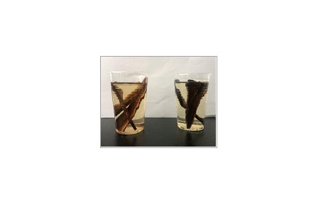63、成果名稱：靈芝子實體汽爆飲片茶加工技術