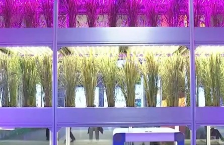 國家“十三五”科技創(chuàng)新成就展 新型水稻育種方式為糧食安全保駕護(hù)航