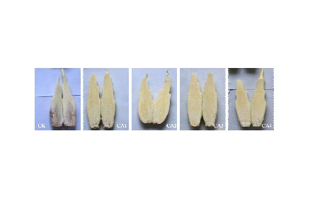 18、成果名稱：茭白氣調(diào)保鮮技術(shù)