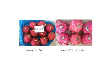 11、成果名稱：火龍果貯藏保鮮關(guān)鍵技術(shù)