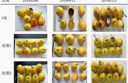 3、成果名稱：梨貯運品質質量控制關鍵技術