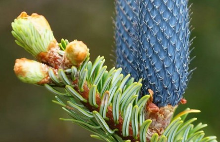 物種故事 | 川滇冷杉：百萬年前，我與猛犸共舞