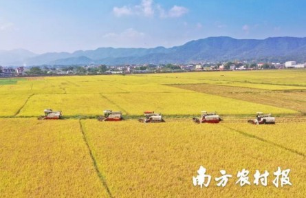 美“稻”了！廣東絲苗米喜豐收