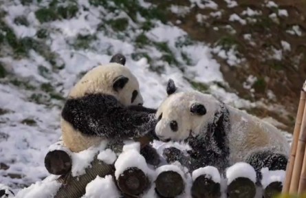 快來圍觀秦嶺大熊貓打雪仗！