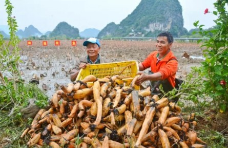 前三季度廣東第一產(chǎn)業(yè)固定投資同比增長(zhǎng)近五成，八大舉措擴(kuò)大有效投資