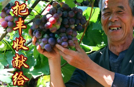 內(nèi)蒙古包頭東河區(qū)：我把豐收獻給黨