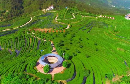 四川萬源：加快現(xiàn)代農(nóng)業(yè)園區(qū)建設 提升茶葉“含金量”