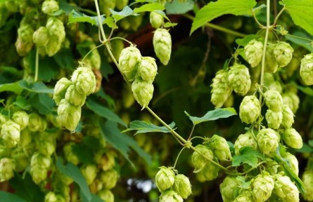 物種故事 | 啤酒花：啤酒苦不苦，我說(shuō)了算
