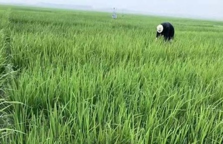 良種+良法，黑龍江鹽堿地里飄稻香