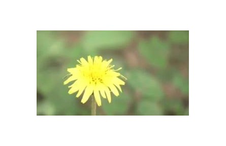 夏末秋初花粉過敏高發(fā) 誰是罪魁禍首？