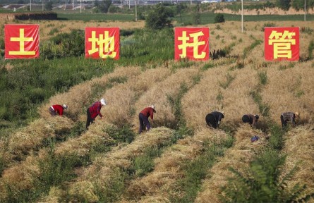 山西高平：農業(yè)生產大托管 降本增效促振興
