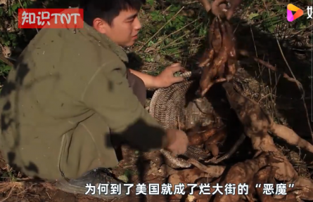 “亞洲人參”葛根在美國泛濫成災(zāi)，為何他們寧愿花錢清理也不吃？