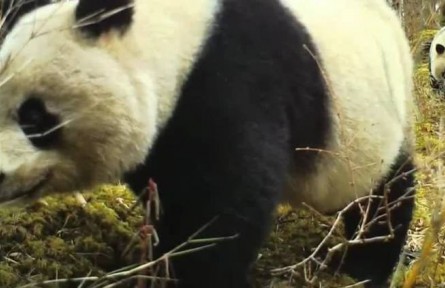 遠(yuǎn)方的家：四川黃龍自然保護(hù)區(qū) 高山濕地 人間瑤池