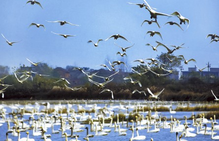 江西九江：東湖濕地 候鳥樂園