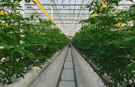 加快推進(jìn)設(shè)施種植機(jī)械化，山東這樣干