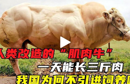 人類改造的“肌肉?！? 一天能長三斤肉