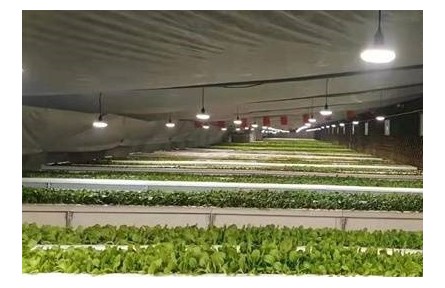 黑龍江哈爾濱：棚室啟動(dòng)保暖措施 果蔬生機(jī)盎然