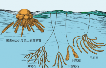 科普知識(shí) | 這種動(dòng)物愛“涂鴉”，還能發(fā)現(xiàn)大油田？
