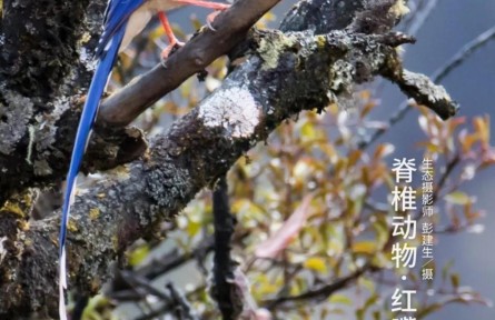 物種故事 | 紅嘴藍(lán)鵲：你的好奇，可能會(huì)害得我“拋妻棄子”