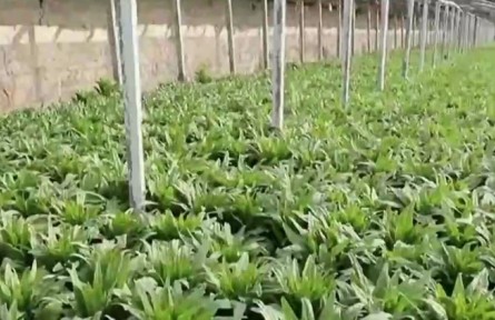 新疆：政策紅利助力新型農(nóng)業(yè)經(jīng)營主體發(fā)展